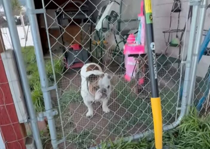 外に出たいアピールをするブルドッグ。フェンスの前でじっと立ち尽くしているけど実は・・！！【アメリカ・動画】