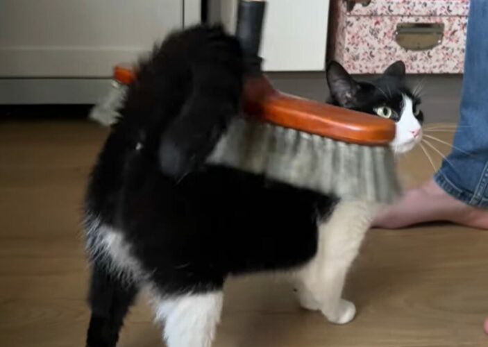ネコをホウキでゴシゴシ。これくらい固いブラッシングが心地いい？【海外・動画】