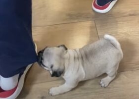パグの子犬は元気いっぱい！遊んでアピールがかわいい！！