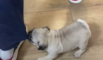 パグの子犬は元気いっぱい!遊んでアピールがかわいい!!