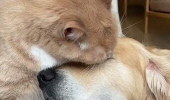 ゴールデンレトリバーの顔をペロペロ。夢中でグルーミングするネコがかわいい!!【アメリカ・動画】