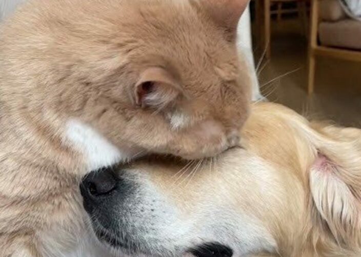 ゴールデンレトリバーの顔をペロペロ。夢中でグルーミングするネコがかわいい！！【アメリカ・動画】