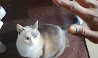 以前はシャイだったネコのゴキゲンな挨拶。おててをあげて・・ハイタッチ!!