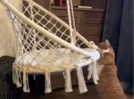 ブランコ椅子に座りたいのに・・。奮闘する子猫がかわいすぎる！！