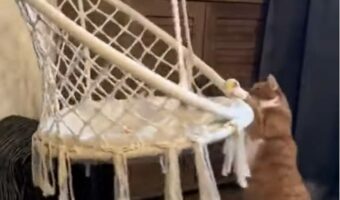 ブランコ椅子に座りたいのに・・。奮闘する子猫がかわいすぎる!!