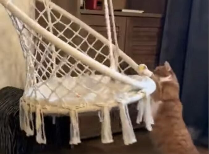 ブランコ椅子に座りたいのに・・。奮闘する子猫がかわいすぎる！！