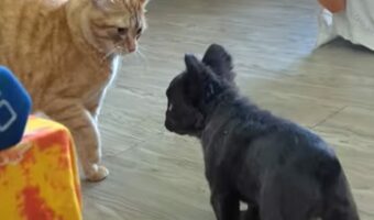 ものおじしないブルドッグの子犬。距離の詰め方にネコはたじたじ・・!【海外・動画】