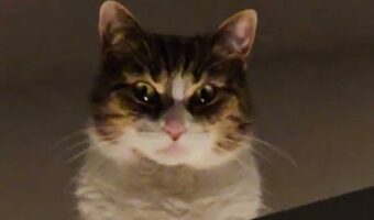 下からの照明がいい味出してる。ドアの上から見つめてくるネコはまるで悪の親玉？？【海外・動画】