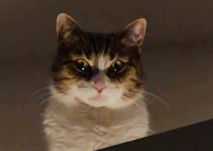 下からの照明がいい味出してる。ドアの上から見つめてくるネコはまるで悪の親玉？？【海外・動画】