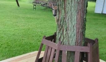 シカがいないいないばあ?木の陰から右に左に顔をひょっこりのぞかせてくる!