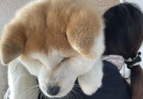 「大きいぬいぐるみかと思いました」「大きくても甘えん坊さん」だっこされているのは生後4ヶ月の秋田犬！？