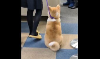 秋田犬のしっぽがフリフリ。8の字を描くようなゴキゲンな動きがかわいすぎると話題に「指揮棒のようだ」「魔法使いの杖のような動き」