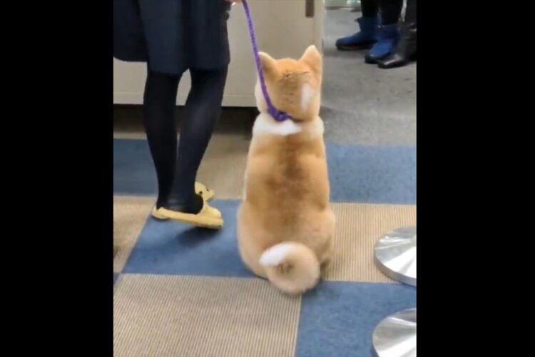 秋田犬のしっぽがフリフリ。8の字を描くようなゴキゲンな動きがかわいすぎると話題に「指揮棒のようだ」「魔法使いの杖のような動き」
