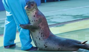 アザラシは甘えん坊?飼育員さんの足元に抱き着くその姿がかわいすぎると話題に!「つぶらな瞳ですね!」「だっこだっこスペシャル」