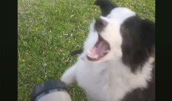 ボーダーコリーは水をキャッチしたい！だけど水が出てから反応しているから・・ワンテンポ遅れてる？【海外・動画】