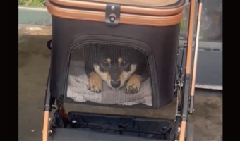 通行人を観察している柴犬がかわいすぎると話題に「射抜かれる上目遣い」「観察されたいです」