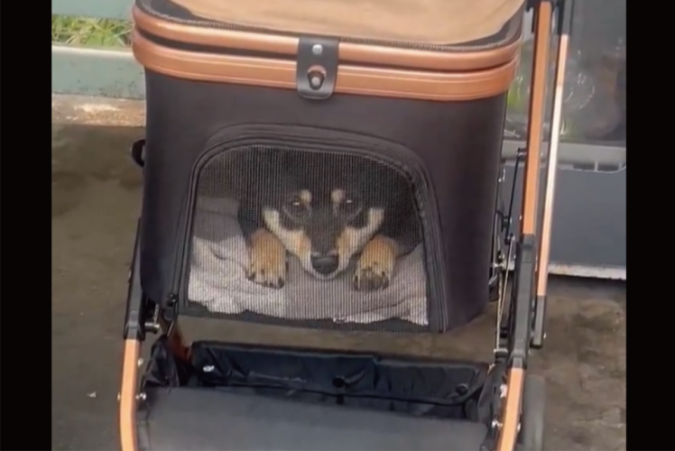 通行人を観察している柴犬がかわいすぎると話題に「射抜かれる上目遣い」「観察されたいです」