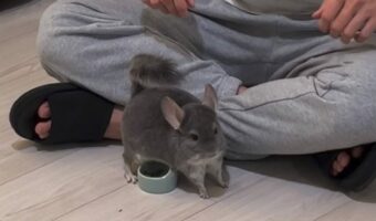 ごはんは絶対に守る！チンチラが全身でブロックしている姿かわいすぎると話題に