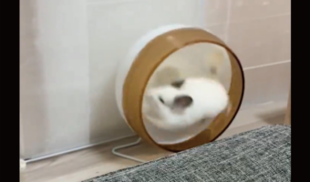 チンチラがやりきったとばかりのドヤ顔に!回し車を走り切ったチンチラの姿が話題に「どうだ上手いだろって自慢しに来たみたい」