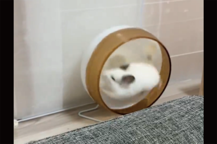 チンチラがやりきったとばかりのドヤ顔に！回し車を走り切ったチンチラの姿が話題に「どうだ上手いだろって自慢しに来たみたい」