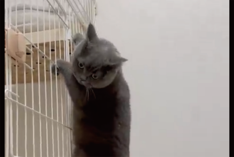 ゆっくりと慎重に・・。ネコが足場を確認しながら降りる様子に「床との距離を確認していますね」「慎重な性格が出ててかわいい」