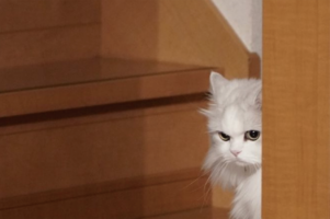 他の子とイチャついてたら・・廊下にドン引きしてるネコが！？「いじけてるお顔がかわいらしい」