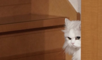 他の子とイチャついてたら・・廊下にドン引きしてるネコが！？「いじけてるお顔がかわいらしい」