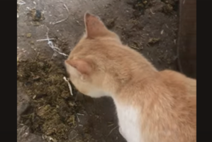 ニャんだか違和感・・。なにかを不思議がっているネコの背中にお客さんが！！【海外・動画】