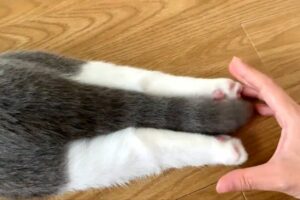 子ネコが足をのびのび、しっぽをふりふり。その姿がかわいすぎると話題に「かわいらしいあんよとしっぽ」