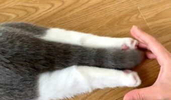 子ネコが足をのびのび、しっぽをふりふり。その姿がかわいすぎると話題に「かわいらしいあんよとしっぽ」