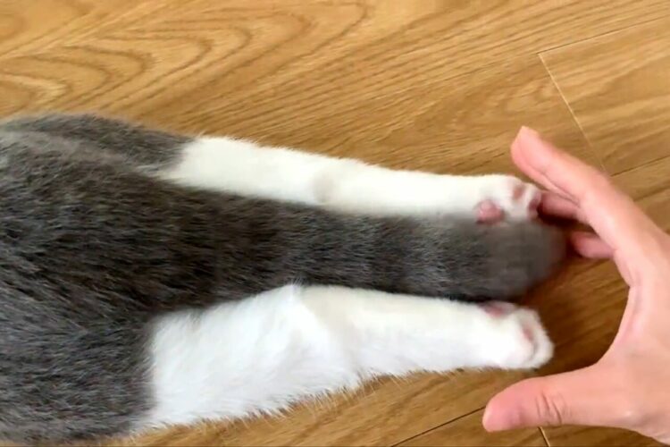 子ネコが足をのびのび、しっぽをふりふり。その姿がかわいすぎると話題に「かわいらしいあんよとしっぽ」