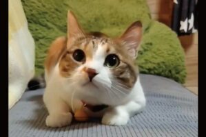 集中しているネコの動きが話題に！「動きが機敏ですね」「お尻フリフリがかわいすぎる」