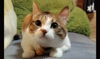 集中しているネコの動きが話題に!「動きが機敏ですね」「お尻フリフリがかわいすぎる」