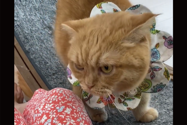 飼い主さんの膝に乗りたいネコ。だけどキャットホイールが回ってしまい・・どうしても移動できない！！