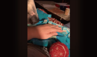 どうしても遊んでほしい子犬。飼い主さんにボールを差し出すも投げてもらえなかったので・・器用で大胆な手段に出た!!