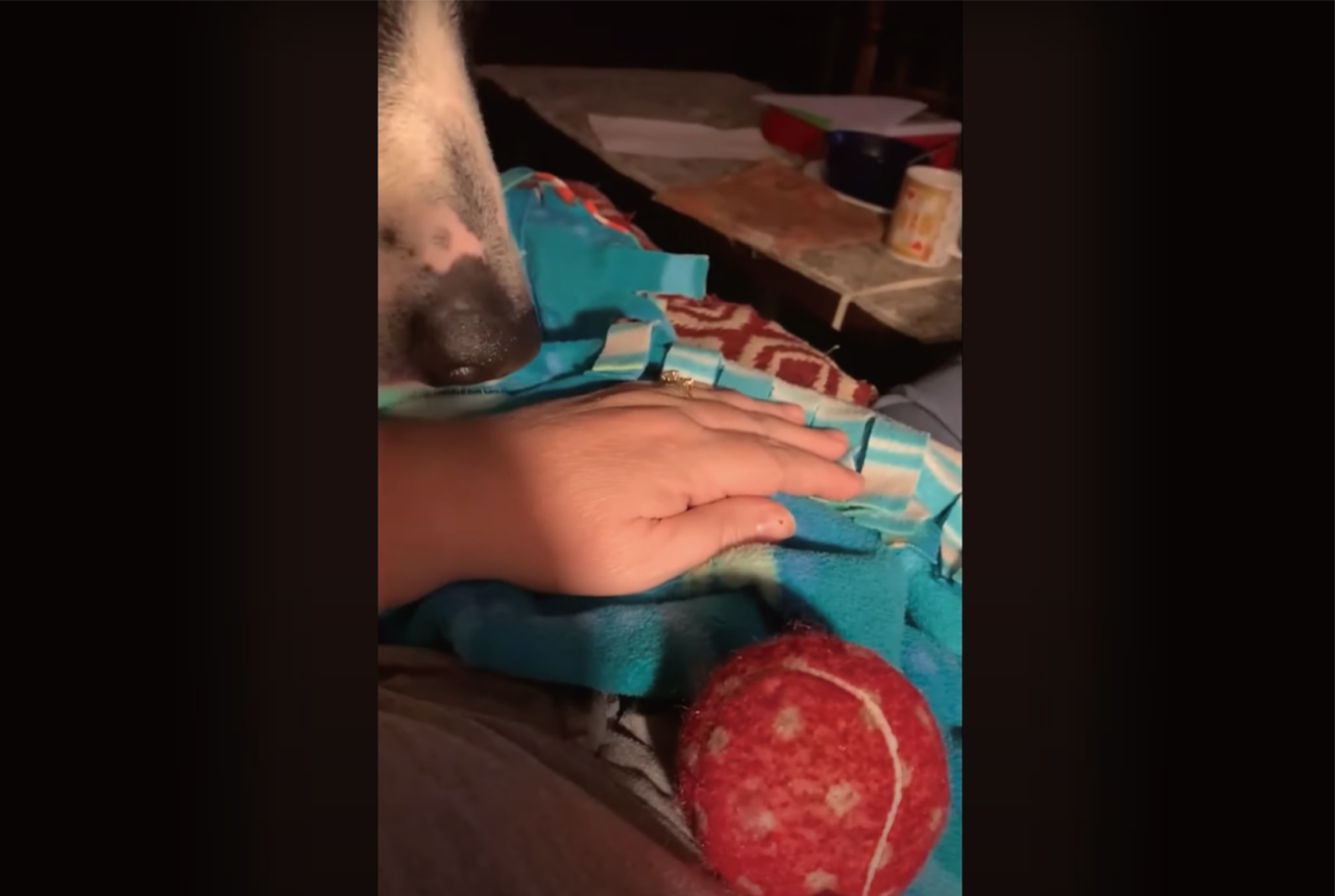 どうしても遊んでほしい子犬。飼い主さんにボールを差し出すも投げてもらえなかったので・・器用で大胆な手段に出た!!