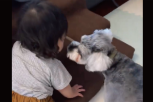 脱走を目論む赤ちゃん。一緒懸命止めようとするミニチュアシュナウザーの姿に反響！