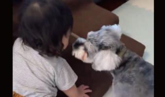 脱走を目論む赤ちゃん。一緒懸命止めようとするミニチュアシュナウザーの姿に反響!