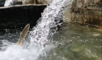 マスの遡上がスゴい！高所から勢いよく水の流れるパイプに向かって逆流ジャンプ！