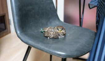 椅子に座ろうと思ったらかわいい先客が!?「どいて~とは言えませんね」「溶けてませんか?」