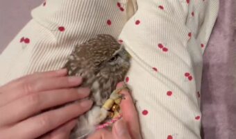 指をちゅぱちゅぱして離してくれないフクロウがかわいすぎる！「甘えてる姿がかわいい」「赤ちゃん返りしてるみたい」