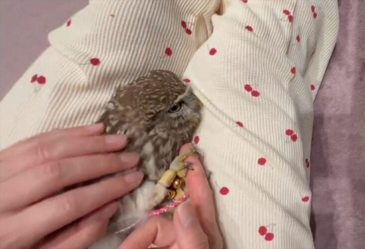 指をちゅぱちゅぱして離してくれないフクロウがかわいすぎる！「甘えてる姿がかわいい」「赤ちゃん返りしてるみたい」