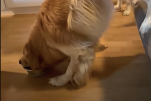 おいしそうにごはんをもぐもぐ。食事中のゴールデンレトリバーですが・・その体勢がなんだか不思議！？【海外・動画】