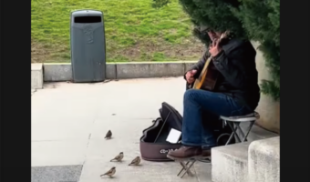 演奏に聞き惚れている？ギタリストの前に小鳥たちが大集合！！【海外・動画】