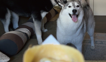 クレープに目が釘付けのハスキー犬が・・「ガッツリイカれてる〜」「結構ガブリといかれてますね」