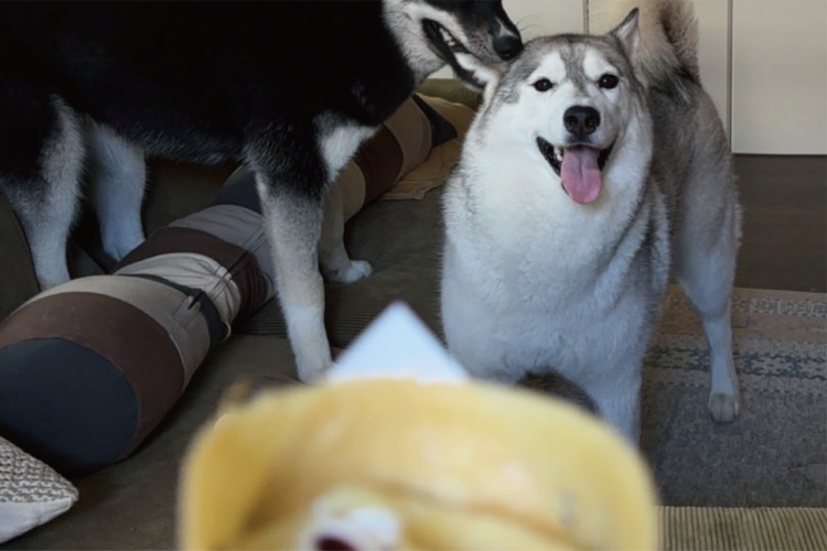 クレープに目が釘付けのハスキー犬が・・「ガッツリイカれてる〜」「結構ガブリといかれてますね」