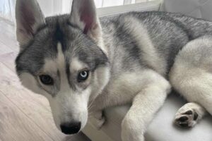 文句を言いたげなハスキー犬。ベッドが小さいことに不満があるみたいだけど・・自分が大きくなった事に気付いていない？