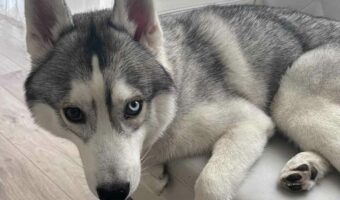 文句を言いたげなハスキー犬。ベッドが小さいことに不満があるみたいだけど・・自分が大きくなった事に気付いていない?