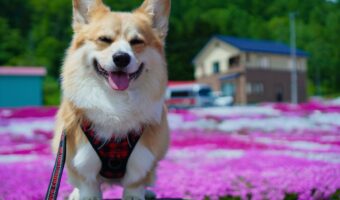 神対応のコーギー!「写真撮らせて下さい」というお願いに・・とびきりの笑顔でお応え!!