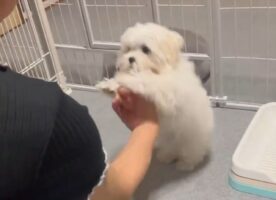 はじめての「アゴ乗せチャレンジ」。突然の「アゴ」の要求にマルチーズは・・困惑しちゃった！？